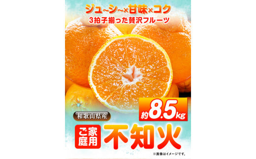 【ご家庭用】紀州有田産 不知火 (しらぬひ) 約8.5kg 魚鶴商店 《2月上旬-3月下旬頃出荷》 和歌山県 日高町 不知火 みかん 柑橘 果物 フルーツ デコポンと同品種 デコポン 訳あり不知火 訳あり 訳ありデコポン   