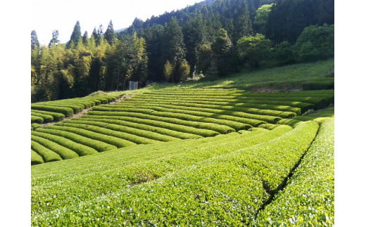 茶畑（南部町上佐野）