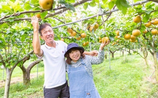 【先行予約】佐藤ファーム 新高梨 5玉から8玉 (約5kg) 2025年9月下旬から10月上旬 出荷予定