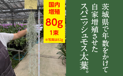 国産スパニッシュモス 太葉 80ｇ 年数をかけて自家増殖させたスパニッシュモス太葉 重80ｇ×1束