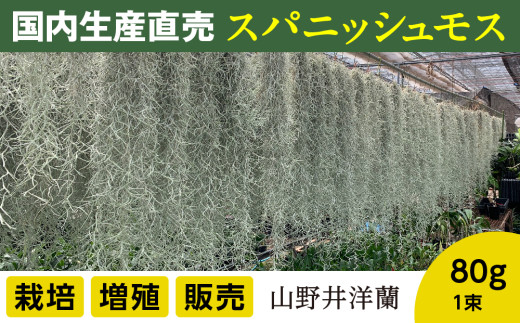 国産スパニッシュモス 太葉 80ｇ 年数をかけて自家増殖させたスパニッシュモス太葉 重80ｇ×1束