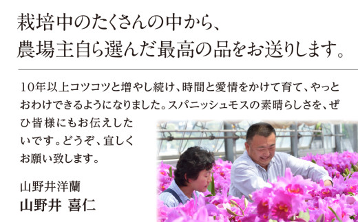 国産スパニッシュモス 太葉 80ｇ 年数をかけて自家増殖させたスパニッシュモス太葉 重80ｇ×1束