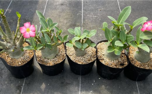 Adenium arabicum アデニウム アラビカム 4株 長与町/アグリューム [EAI159]