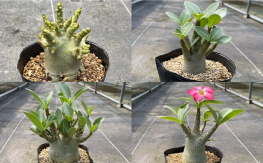 Adenium arabicum アデニウム アラビカム 4株 長与町/アグリューム [EAI159]