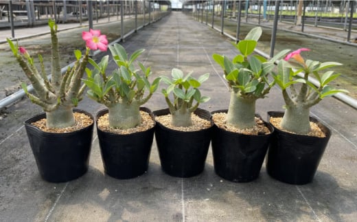 Adenium arabicum アデニウム アラビカム 4株 長与町/アグリューム [EAI159]