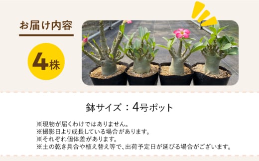 Adenium arabicum アデニウム アラビカム 4株 長与町/アグリューム [EAI159]