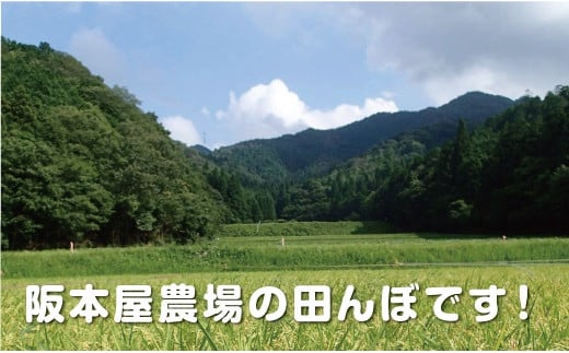 令和６年産　丹波篠山産　特Aランク　越　光　（２ｋｇ×３袋）