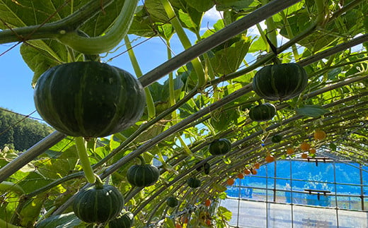 15種以上！旬の野菜詰め合わせセット 約2.5kg 【収穫型観光農園レッドファーマー】旬の野菜 旬野菜 新鮮 食品 グルメ 詰め合わせ 冷蔵 ファーマーズマーケット 送料無料 野菜 美味しい 甘い 夏野菜 サラダ おいしい 旬 国産 お取り寄せ F21J-067