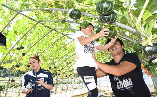 15種以上！旬の野菜詰め合わせセット 約2.5kg 【収穫型観光農園レッドファーマー】旬の野菜 旬野菜 新鮮 食品 グルメ 詰め合わせ 冷蔵 ファーマーズマーケット 送料無料 野菜 美味しい 甘い 夏野菜 サラダ おいしい 旬 国産 お取り寄せ F21J-067