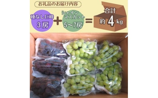 ＜信州中野から朝採りをお届け!＞ぶどう人気2品種食べ比べセット(約4kg)【1508607】