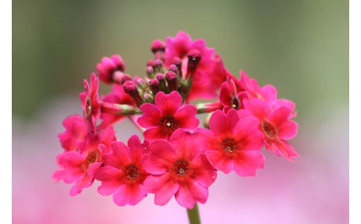 名前の由来となった村花くりん草