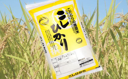 令和5年 千葉富津産「コシヒカリ」5kg精米