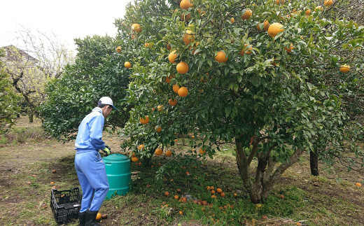 福祉作業所の利用者と市民ボランティアからなるメンバーで収穫