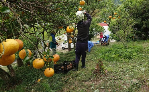 山の斜面での収穫はかなりの重労働