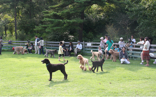 みやま公園 ドッグラン 回数券 13回分 チケット 体験 岡山県 玉野市