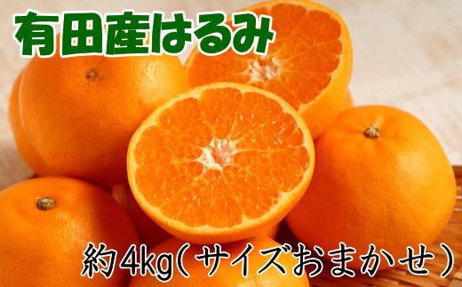 【厳選・濃厚】紀州有田産のはるみ約4kg(サイズおまかせ) ※2025年1月下旬～2025年2月中旬頃に順次発送【tec820A】