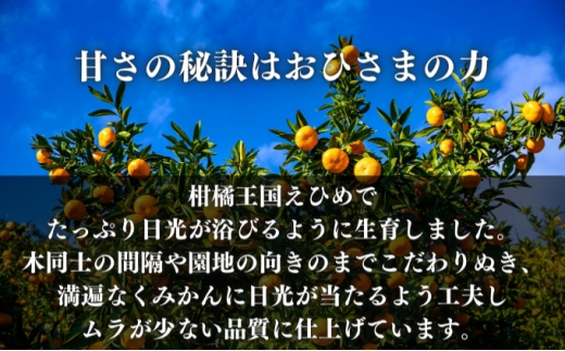 訳あり伊予柑 約5kg 東温市産 サイズお任せ 今が旬 農園直送 みかん 人気 数量限定 先行予約 柑橘 蜜柑 ミカン 愛媛みかん かんきつ 国産 愛媛県 産地直送 フルーツ 果物 くだもの 甘い 5キロ箱 [№5303-0234]