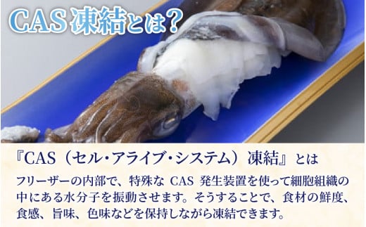 アオリイカ　230g以上　下処理済み/ いか イカ アオリイカ 刺身 活造り ゲソ 魚介 海産物 海鮮 天然 冷凍 焼きイカ いかめし CAS凍結 230g 烏賊 いか刺身