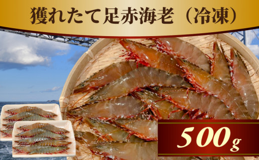 【数量限定】獲れたて足赤海老 500g 【冷凍】