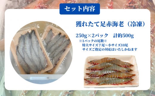 【数量限定】獲れたて足赤海老 500g 【冷凍】