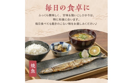 【2026年2月中旬発送】【定期便】令和7年産 新潟県妙高産コシヒカリ20kg(5kg×4袋)×2回（計40kg）