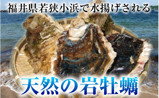 【先行予約】【加福鮮魚】若狭湾　生食用　天然岩牡蠣　大10個（軍手、牡蠣ナイフ付き）【2025年6月下旬より順次発送】