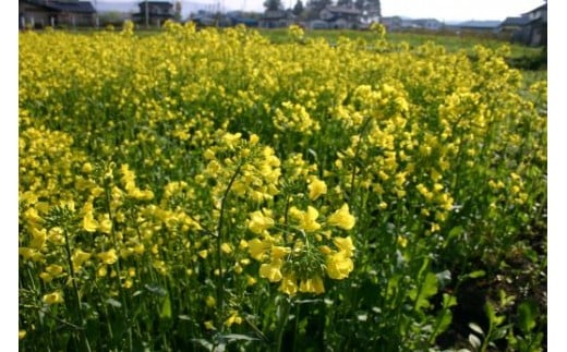 【遠野産 純粋 ハチミツ】蜂蜜 百花蜜 250ｇ3本セット 国産 遠野産 非加熱【花兵養蜂農園】