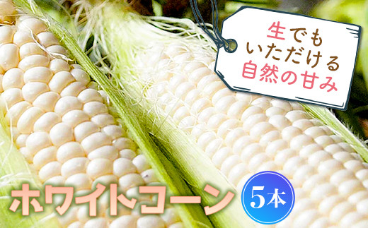 生でもいただける自然の甘み ホワイトコーン (5本) 生 糖度 もぎたて 白 とうもろこし トウモロコシ コーン 野菜 生食 食品 F4D-0519