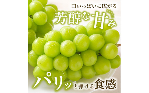 【2025年発送分 先行受付スタート！】岡山県産 白桃とシャインマスカットのセット（令和７年7月以降発送）