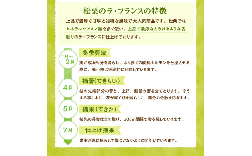 【2024年産 先行予約】ラフランス秀品 2kg 松栗提供 山形県 東根市 hi004-hi062-018