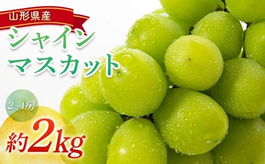 【令和7年産先行予約】 シャインマスカット 約2kg (2～4房) 《令和7年9月頃～発送》 『南陽中央青果市場』 マスカット ぶどう 種なし 果物 フルーツ デザート 山形県 南陽市 [1205]