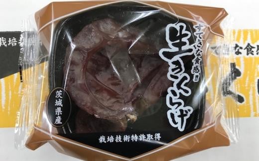 生きくらげ　50g×36パック（茨城県共通返礼品／鹿嶋市産）