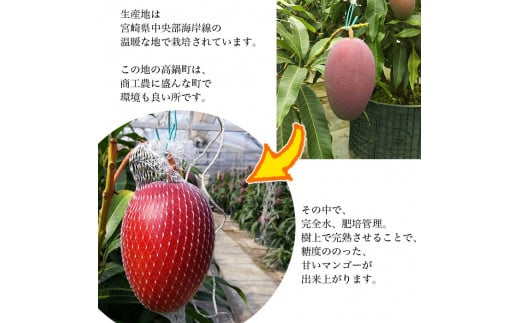 '＜鉢植え樹上　完熟マンゴー 2玉＞