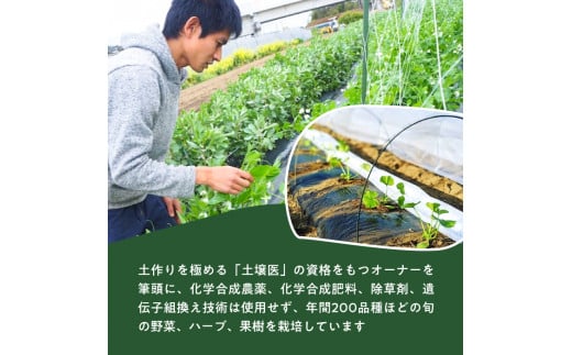 有機農家の採れたて季節野菜のセット【旬のvege箱】