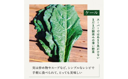 有機農家の採れたて季節野菜のセット【旬のvege箱】