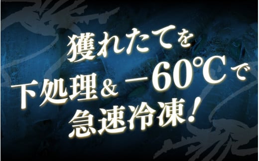 《-60℃で急速冷凍》若狭アオリイカ 刺身用1~4枚 (合計150g) 下処理済みだからシンクも汚れず大好評![m17-a066]