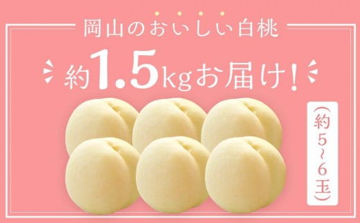 桃 2025年 先行予約 岡山 白桃 5～6玉入 約1.5kg 岡山市一宮地区産 もも モモ フルーツ 果物 ギフト