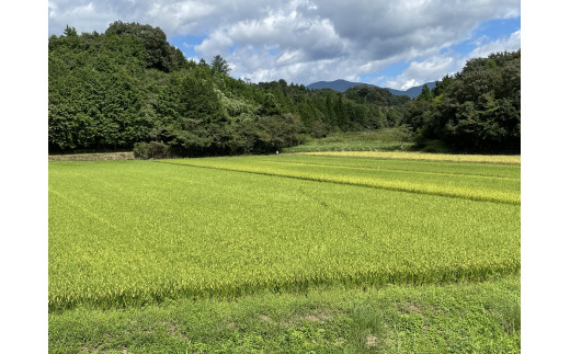 広大な敷地で育つ「きぬむすめ」