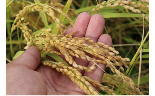 《先行予約》令和8年産 米 定期便 こしひかり 特別栽培米 10kg×6か月 合計60kg 若手受賞農家 池本農園 こだわりのお米