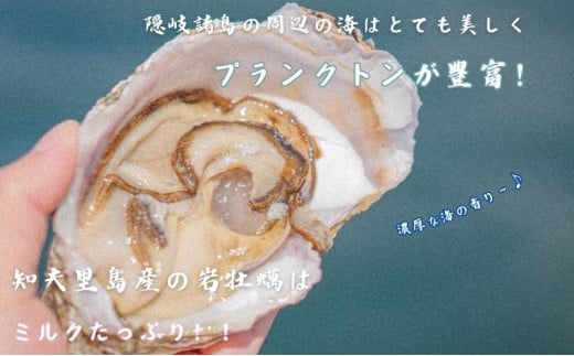 【知夫里島産 岩牡蠣 2kg（殻剥き道具セット付）】ブランド 隠岐 岩牡蠣 生食可 牡蛎 牡蠣 かき カキ 岩牡蠣 いわがき 海鮮 海産物 海の幸 シーフード 魚貝類 父の日 母の日 バーベキュー ギフト 濃厚 クリーミー 