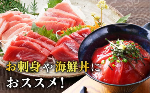 五島列島産 養殖 生本かみマグロ 赤身 中トロ 大トロ 計約500g / マグロ まぐろ 鮪 刺身 ブロック