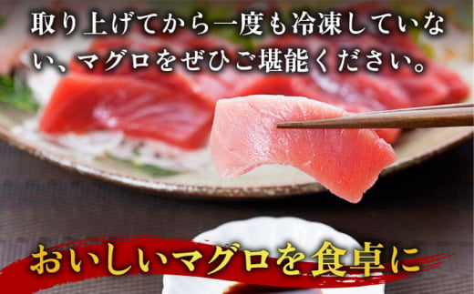 五島列島産 養殖 生本かみマグロ 赤身 中トロ 大トロ 計約500g / マグロ まぐろ 鮪 刺身 ブロック