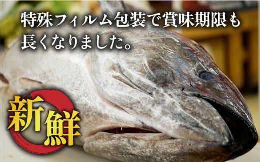 五島列島産 養殖 生本かみマグロ 赤身 中トロ 大トロ 計約500g / マグロ まぐろ 鮪 刺身 ブロック