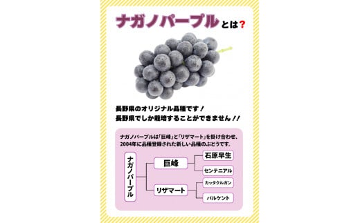 2025年 先行予約 シャインマスカット ＆ ナガノパープル 計1kg 浅間商産 | 果物 フルーツ ぶどう 葡萄 ブドウ シャインマスカット ナガノパープル セット 詰合せ 種無し 種なし 皮ごと 食べやすい 高糖度 信州 特産品 千曲市 長野県 先行予約