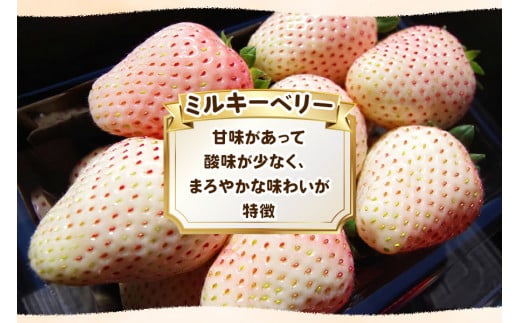 栃木初の白いちご「ミルキーベリー」560g《12月中旬より順次発送》｜いちご 苺 イチゴ フルーツ 果物 産地直送 [0567]