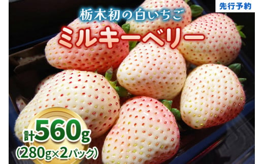 栃木初の白いちご「ミルキーベリー」560g《12月中旬より順次発送》｜いちご 苺 イチゴ フルーツ 果物 産地直送 [0567]