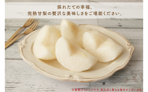 【先行予約】【8月中旬以降発送】【期間限定】採れたて完熟甘梨（なし）3kg【茨城県共通返礼品／かすみがうら市】【茨城県 水戸市 ふるさと納税 果物 くだもの フルーツ 梨 ナシ なし 採れたて 新鮮 完熟 期間限定 共通返礼品】（FW-1）