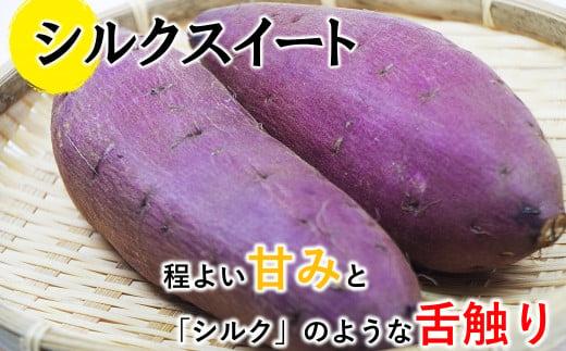 さつまいも 2kg 熊本県産 シルクスイート or 紅はるか  | 高評価 多数 ランキング 入賞 甘藷 蜜いも 秋の味覚 品種お任せ 訳あり 家庭用 サイズ不均一 小さめ キズ スレ 家庭用 期間限定 熊本県産 高糖度 芋 | 用途 焼き芋 鍋 大学いも お菓子