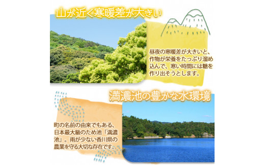 ＜先行予約！2025年5月上旬以降順次発送予定＞香川県産 厳選大玉生にんにく(約5kg) にんにく ニンニク ガーリック 果物 フルーツ 産地直送 【man069】【Aglio nero】