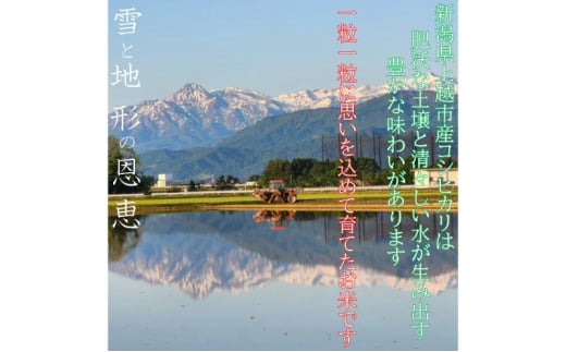 令和6年度産　上越市産コシヒカリ　10kg　新米　精米　新潟　米　新潟県　こしひかり　限定　おすすめ